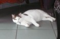 /album/photos-de-mon-chat/tomy-1-jpg2/